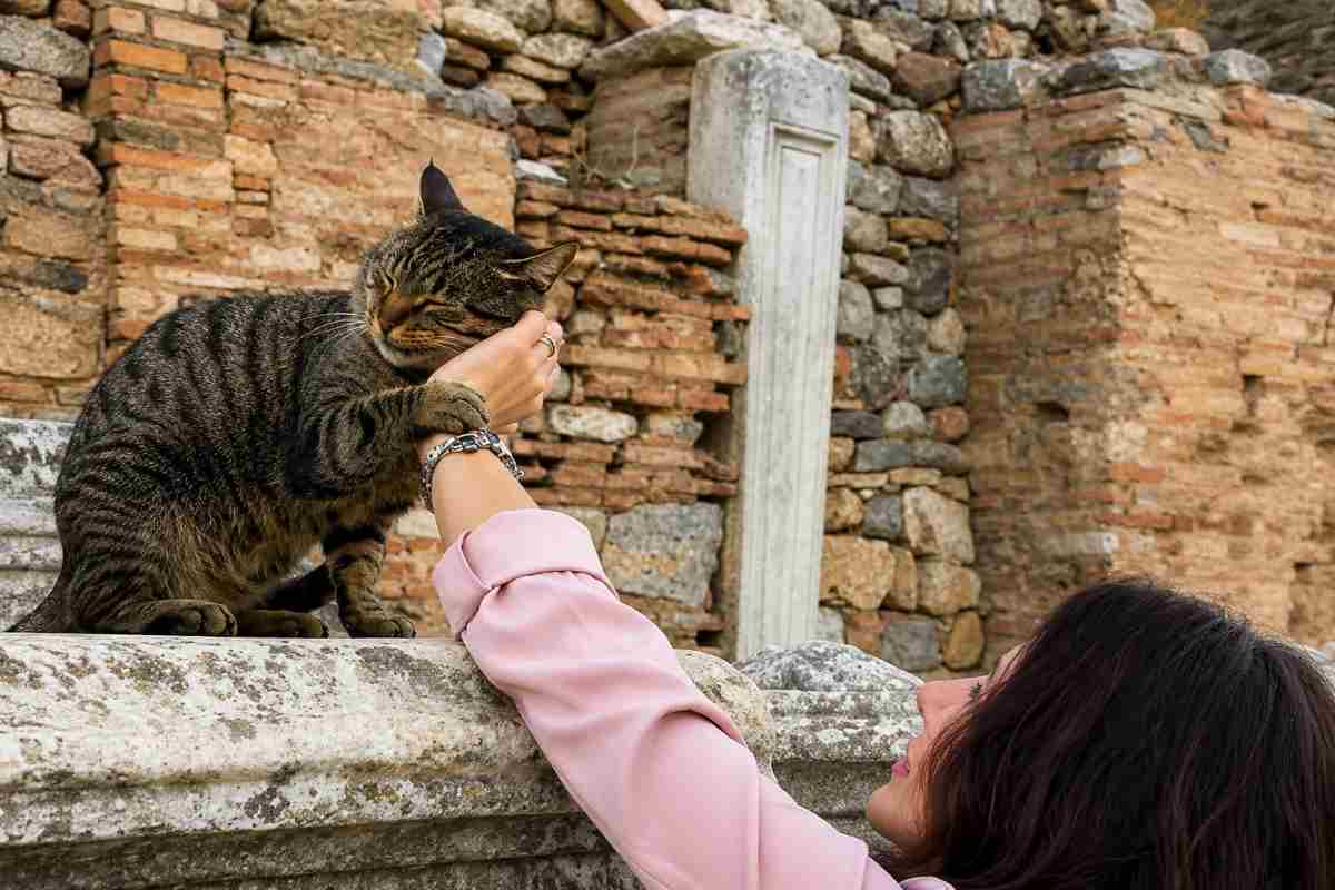 gatto