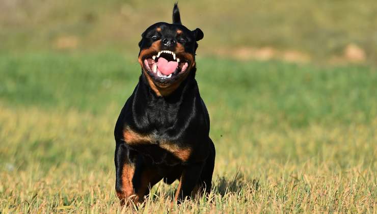 il caso del Rottweiler a Porto Cesareo