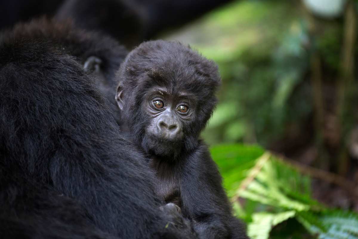 Un conto bancario per i gorilla: l’idea che sta cambiando la tutela della natura