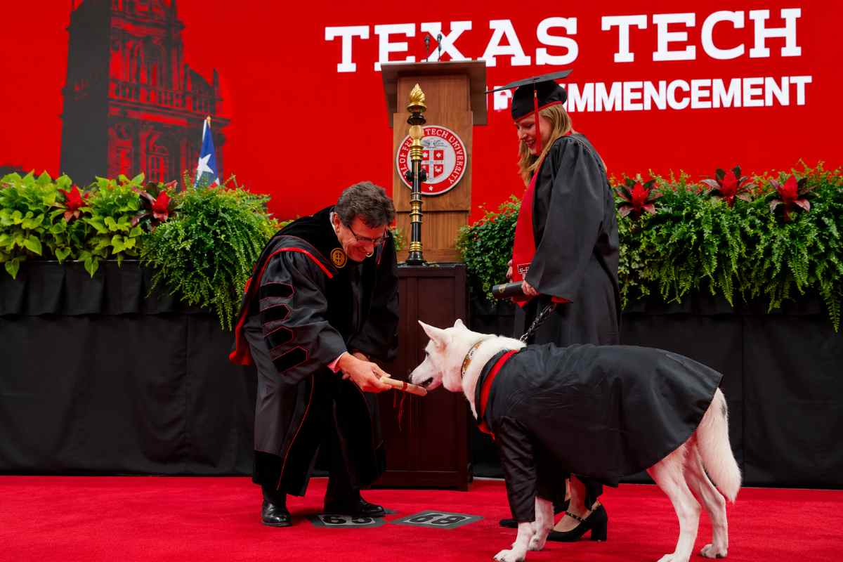 cane laurea 