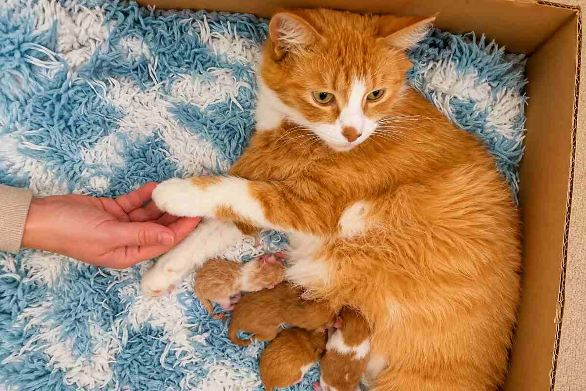 gatto
