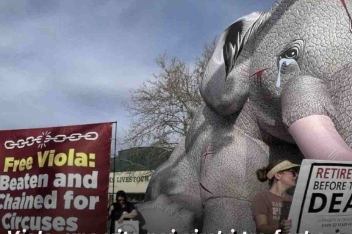 manifestazione 