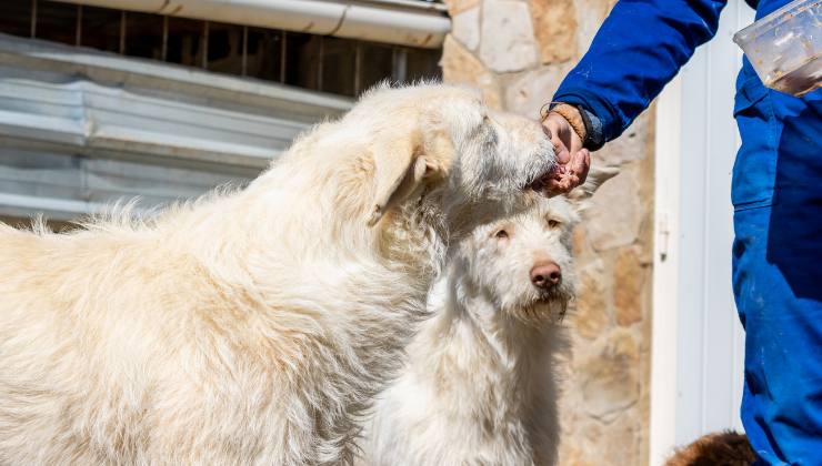 pensionato dà da mangiare a due cani randagi