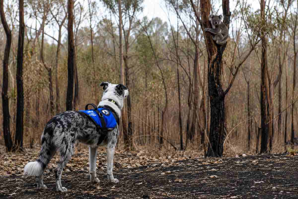 cane che guarda koala 