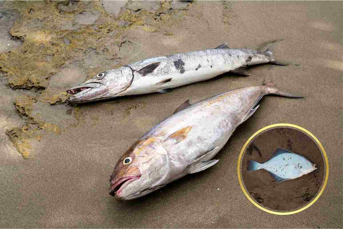 La morte lenta che nessuno racconta: cosa succede ai pesci fuori dall’acqua