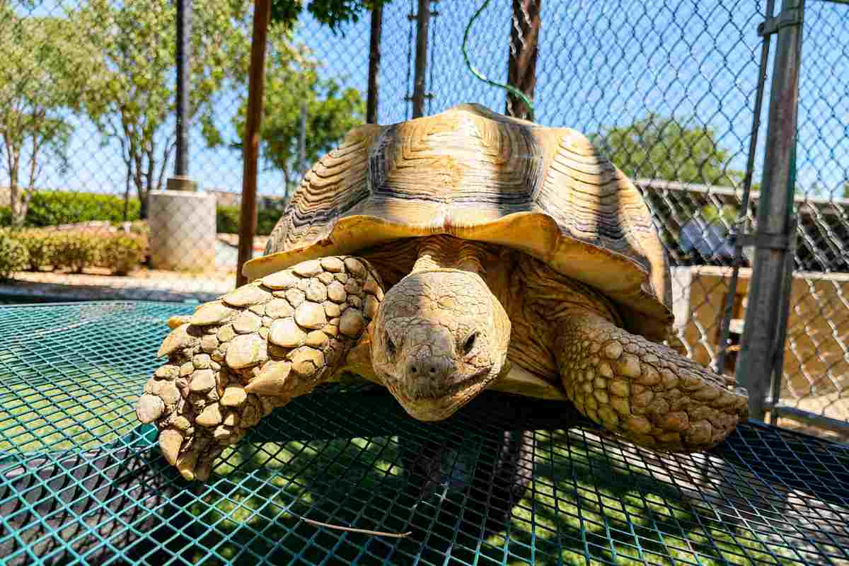 tartaruga gigante