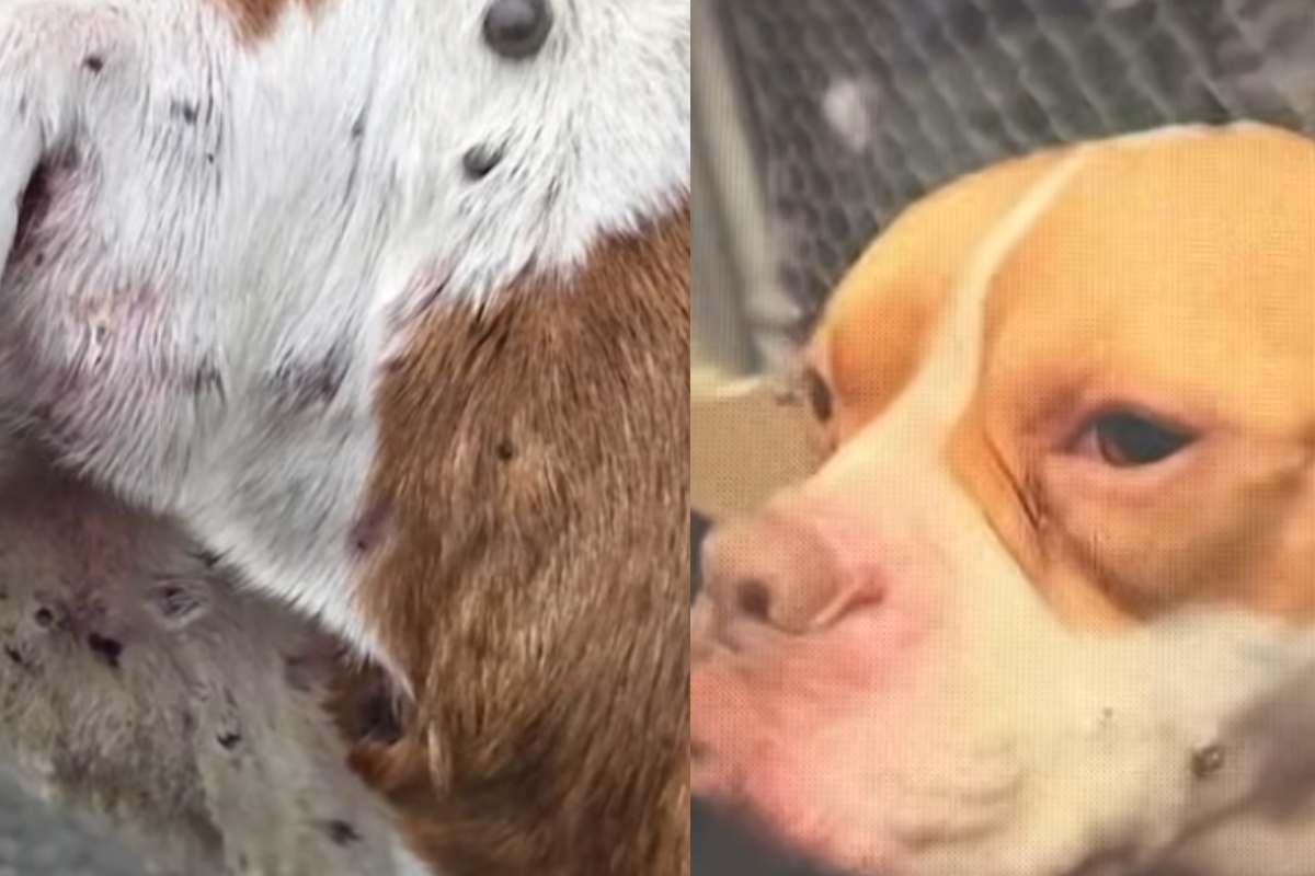 vari frame del video del cane con 900 zecche 