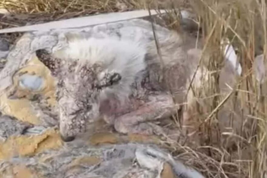 torvi il cane statua