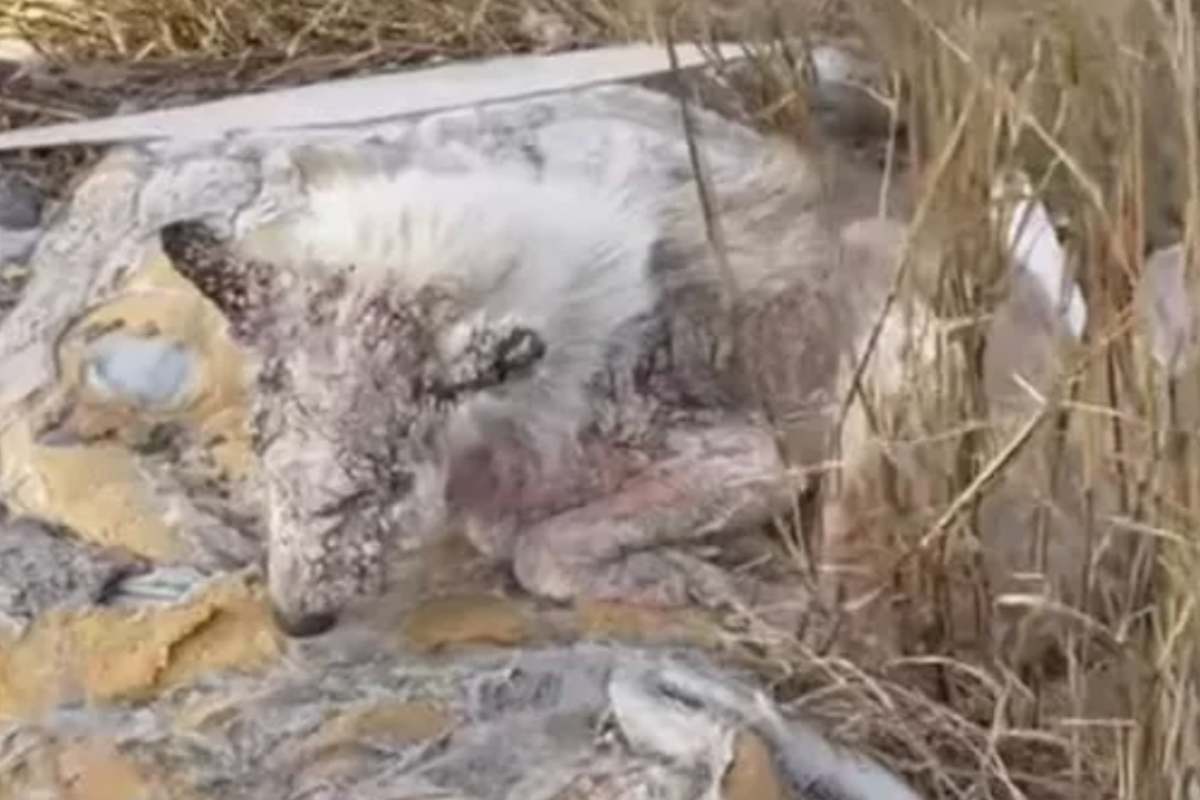 torvi il cane statua 