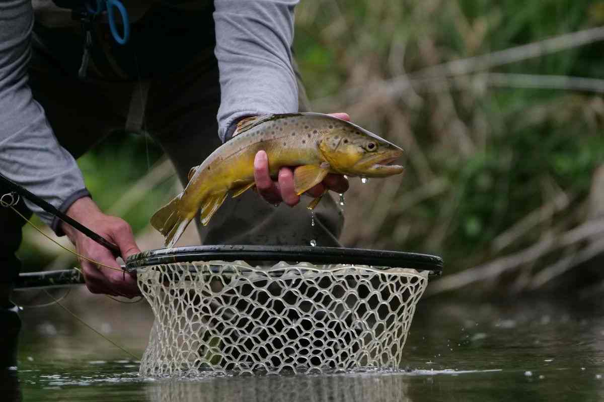 trota pescata