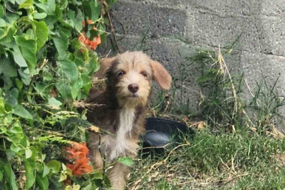 cane dietro muro 