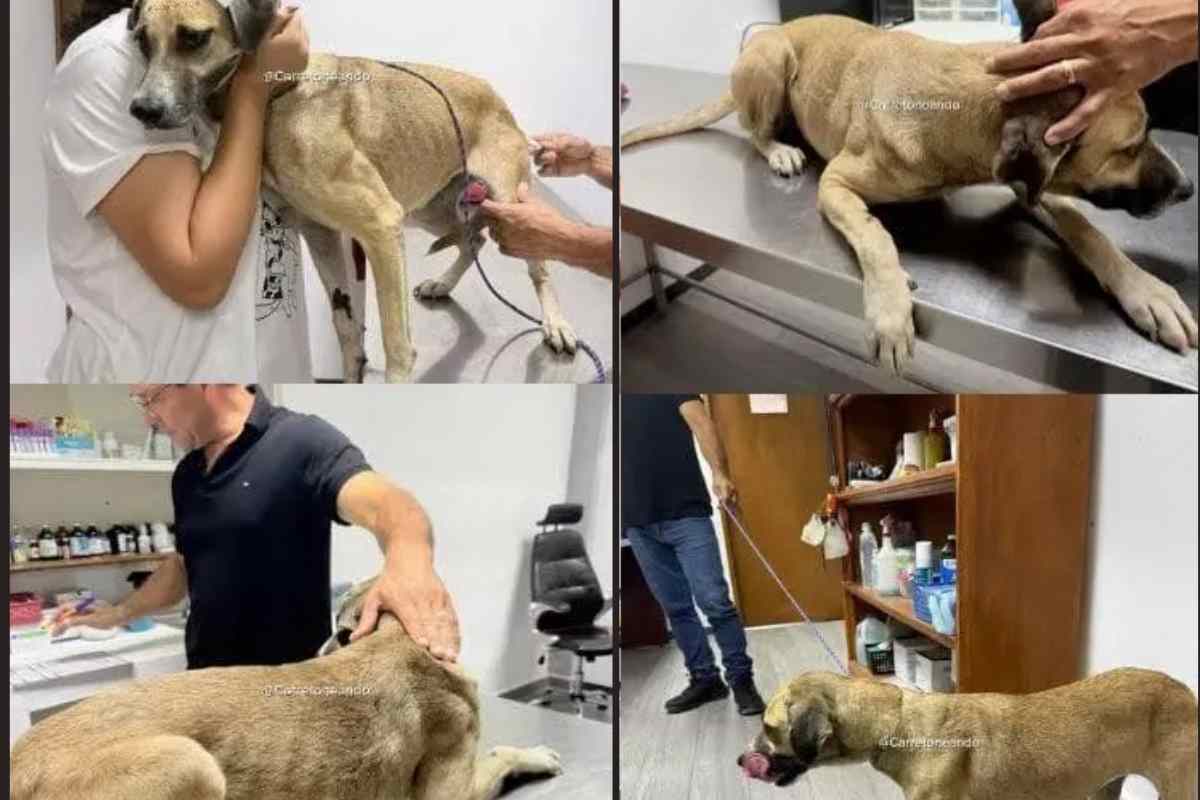 Cagnolina dal veterinario