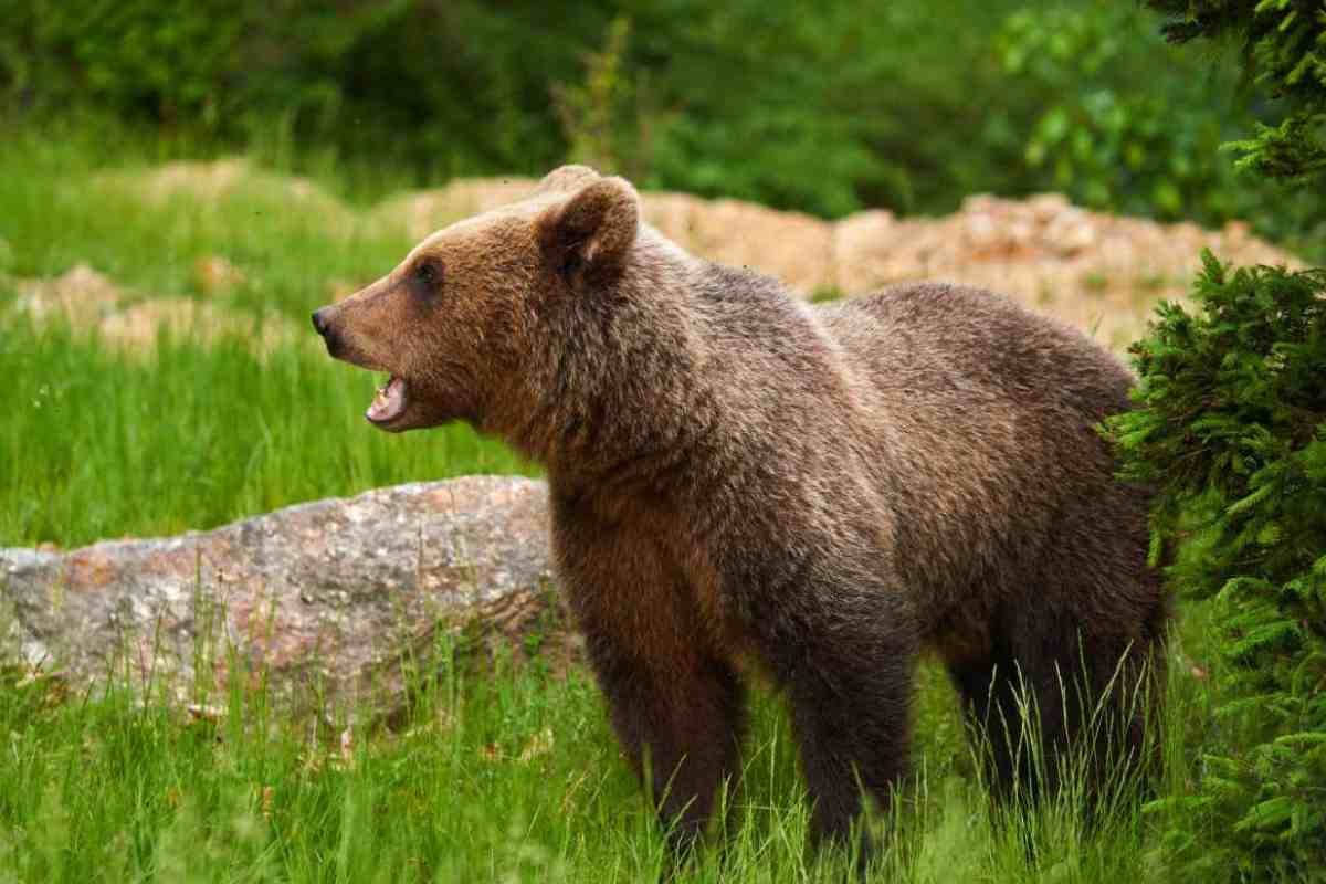 Orso