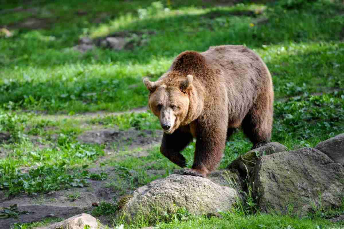 Orso nel bosco