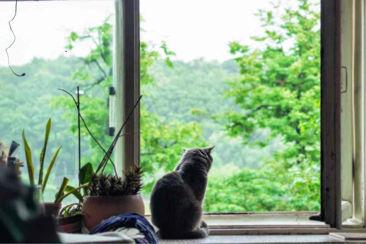 Una domanda scomoda ma necessaria: chi accudirà il tuo gatto in caso di emergenza?