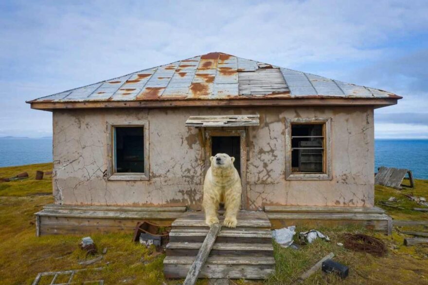 Orso polare