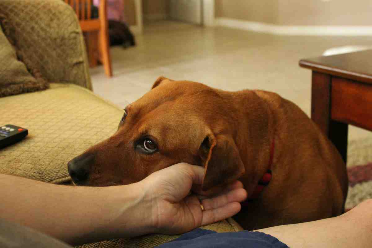 una mano accarezza l'orecchio di un cane