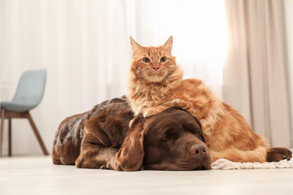 Gatto sopra un cane