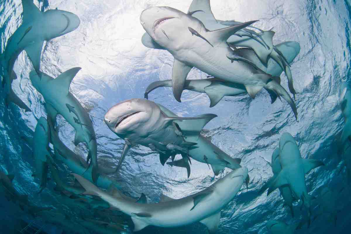 molti squali in mare