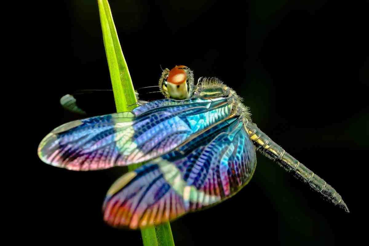 una libellula su un filo d'erba