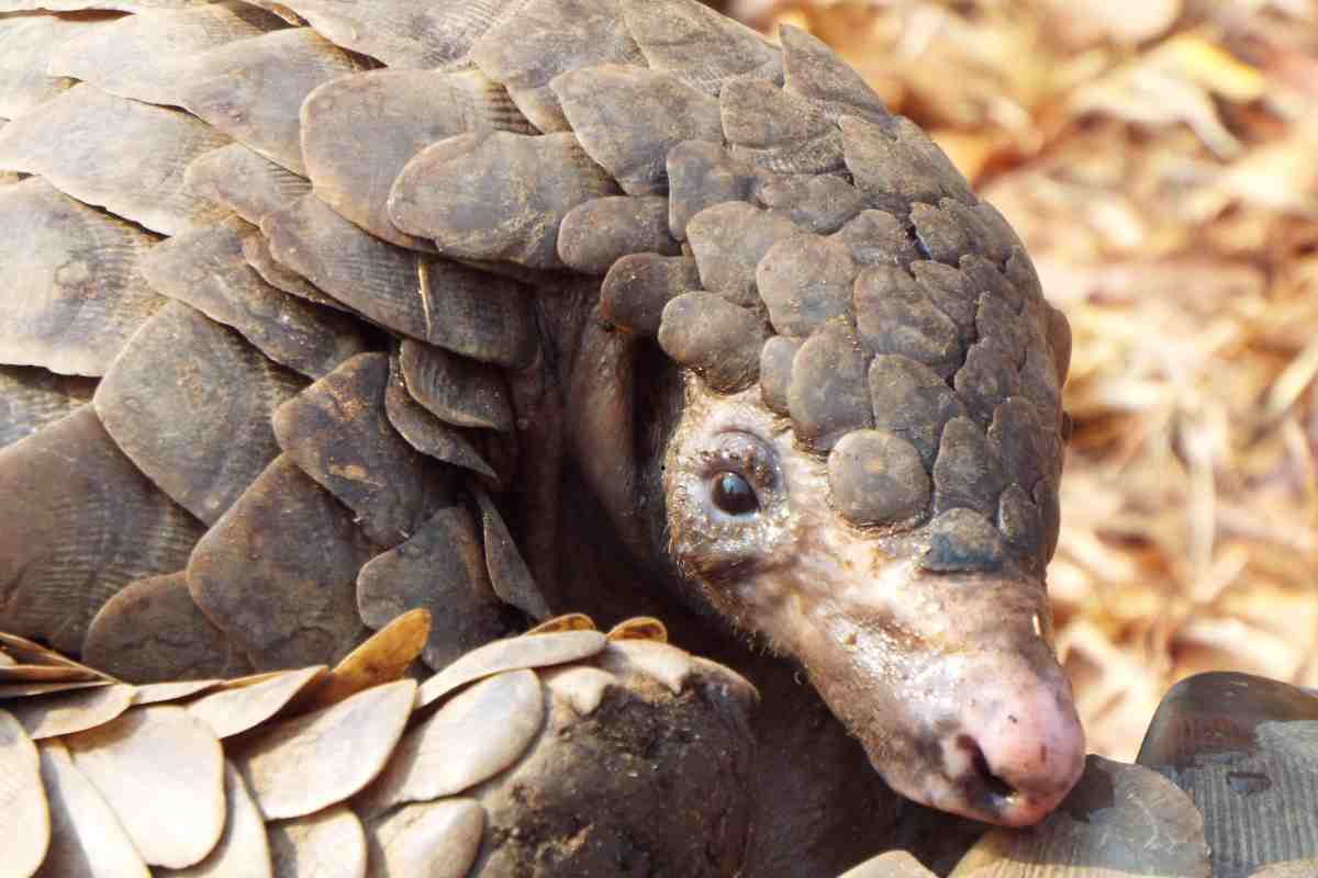 Stevie ce l’ha fatta: il cucciolo di pangolino tornato libero dopo mesi di cure