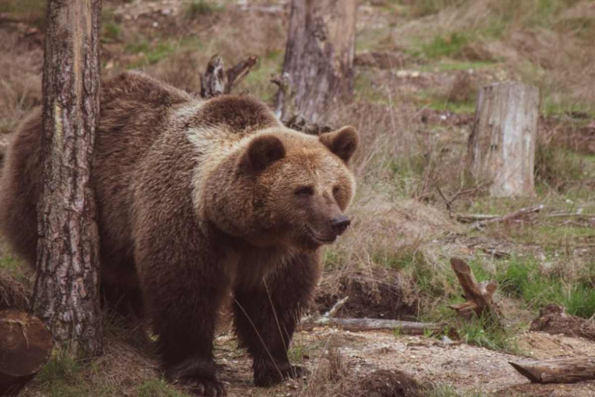 Orso bruno
