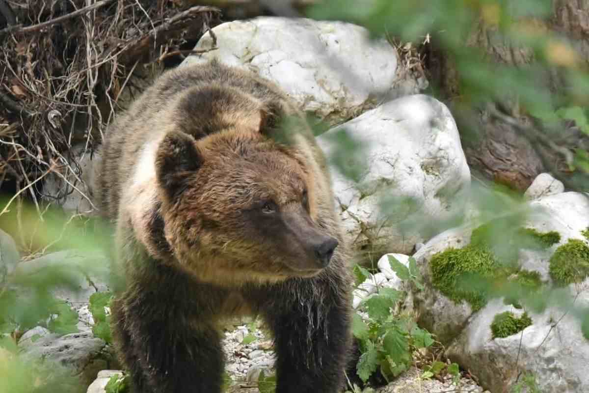 Orso