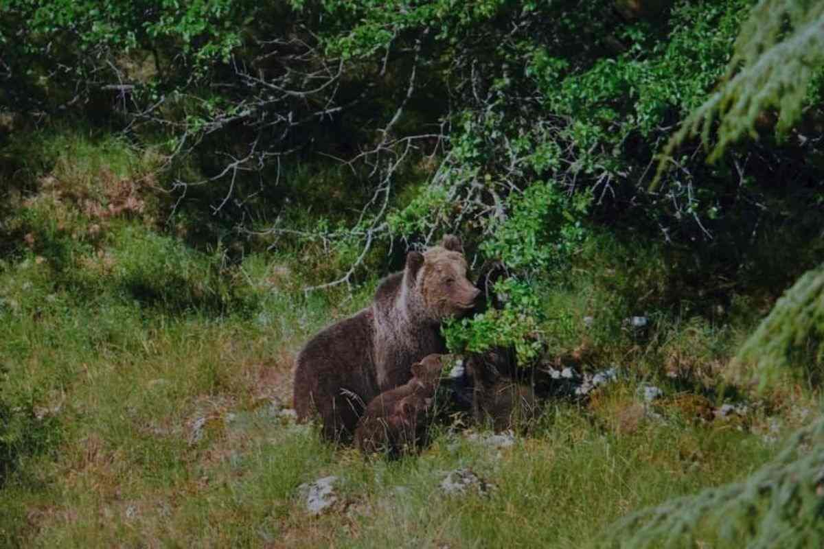 Orso con i cuccioli