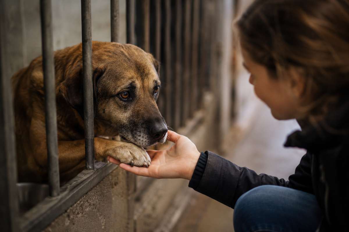 Adottare un cane dal canile: perché le prime difficoltà non devono spaventare