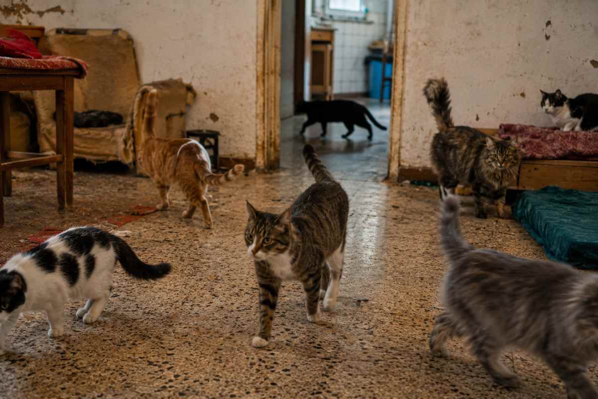 gatti adozione 