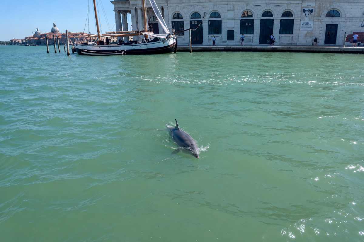 delfino