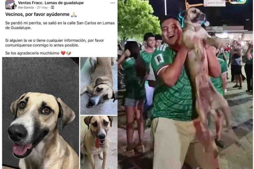cagnolina scomparsa e ritrovata