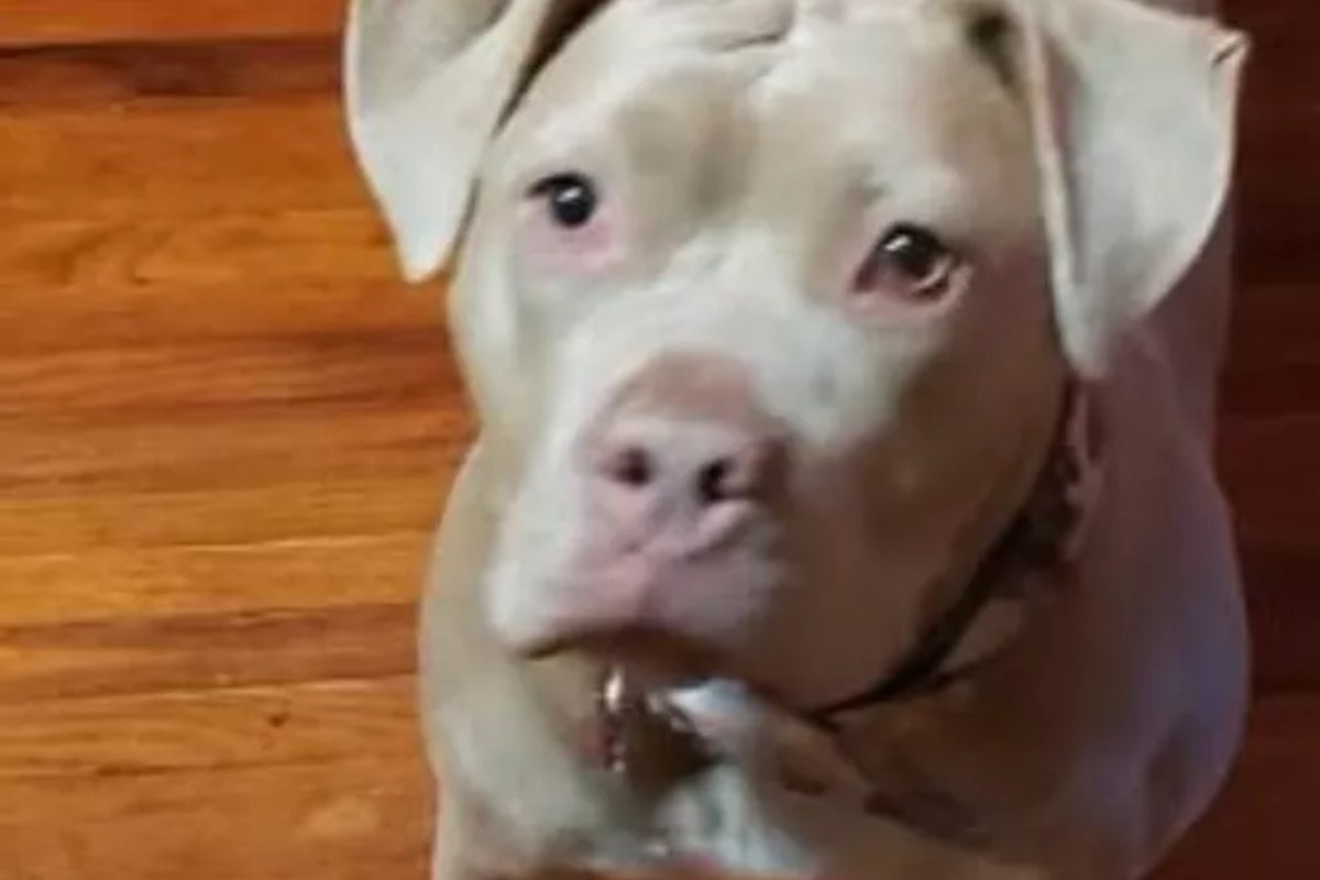 cagnolino dopo l'incidente