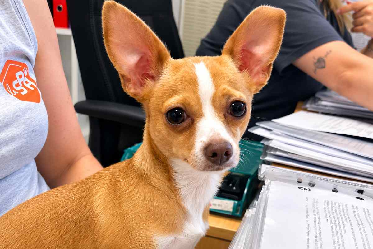 chihuahua 