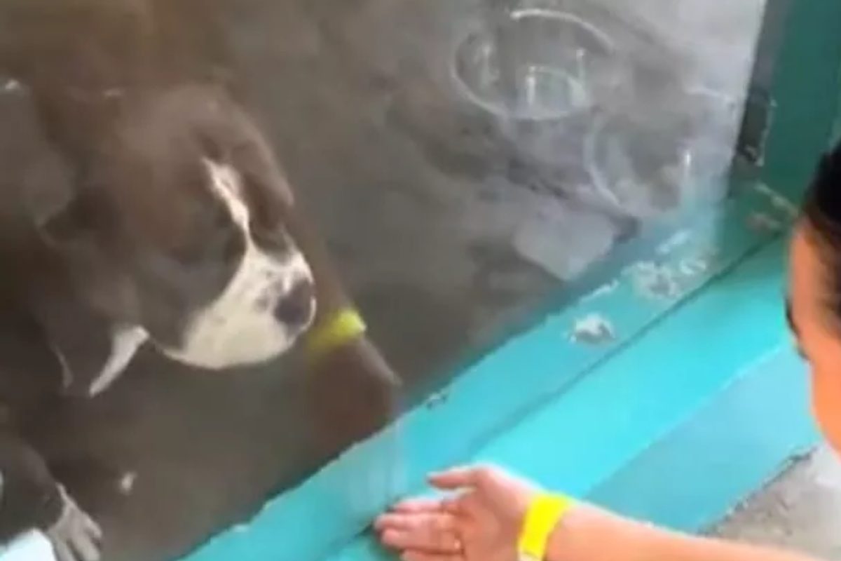 cane Amstaff