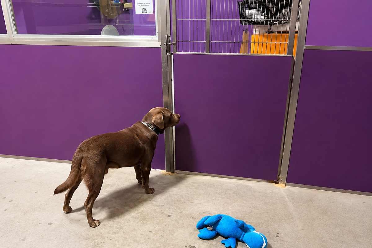 cane cieco dallas