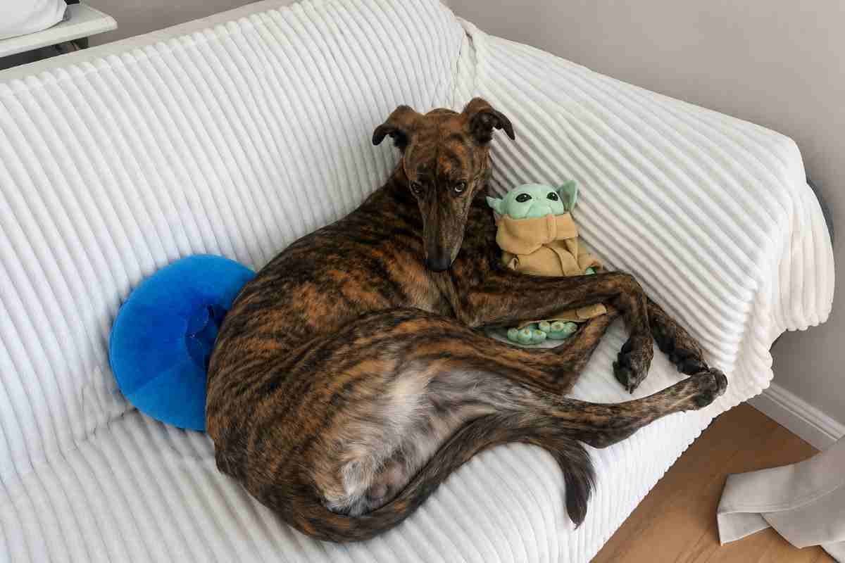 cane sul divano