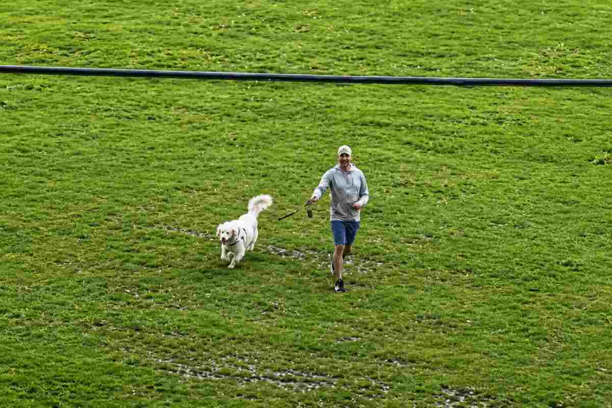 cane che corre