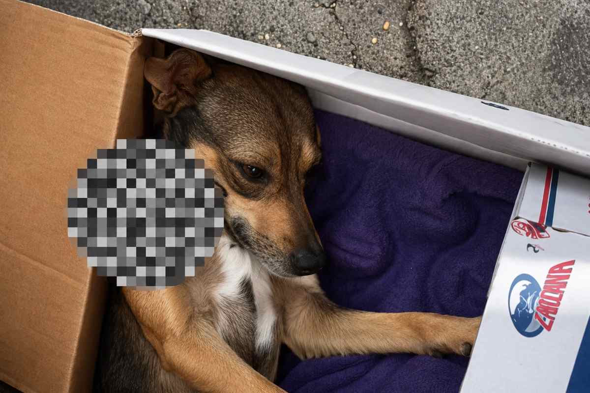cane ferito in una scatola