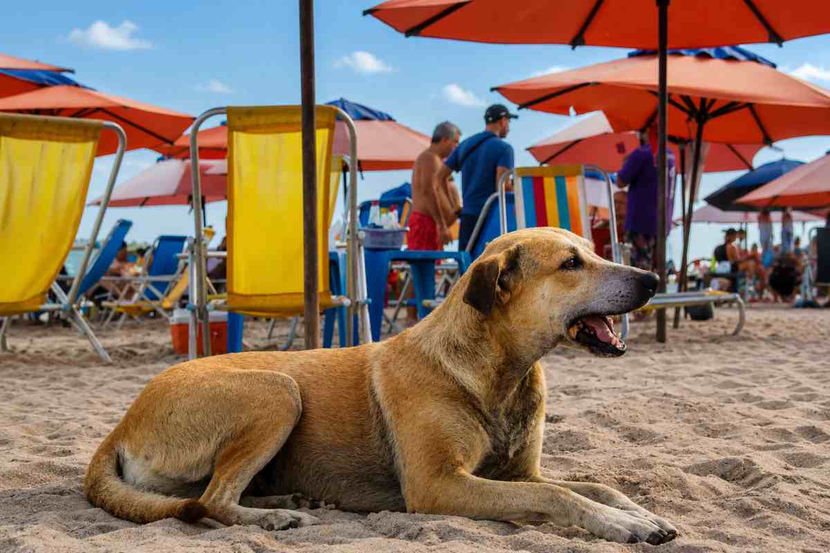 cane caramello