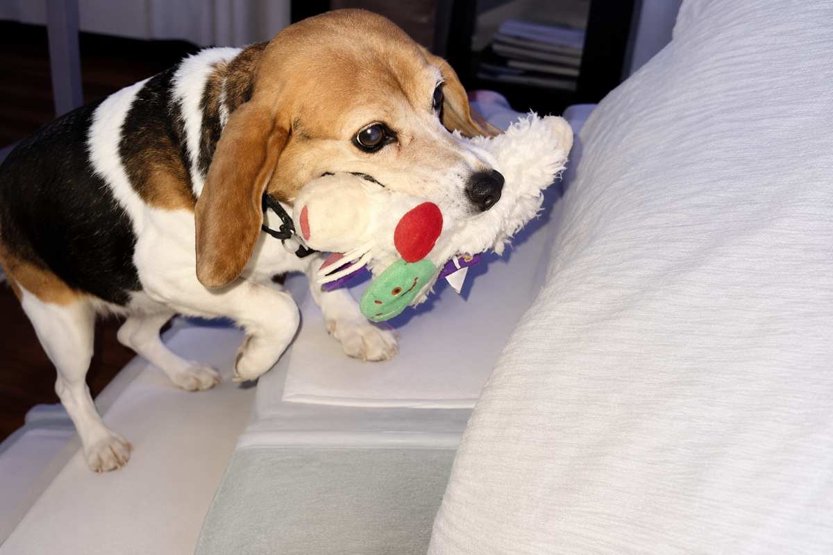 cane giocattolo