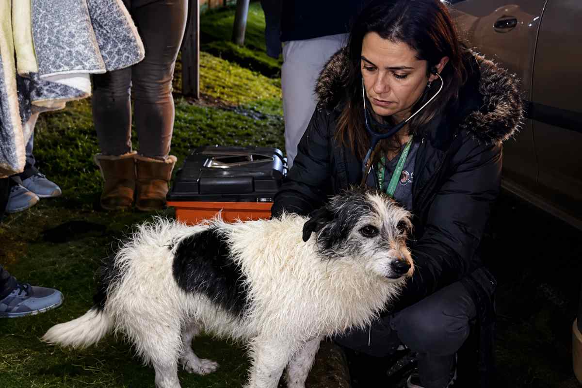 cane e donna