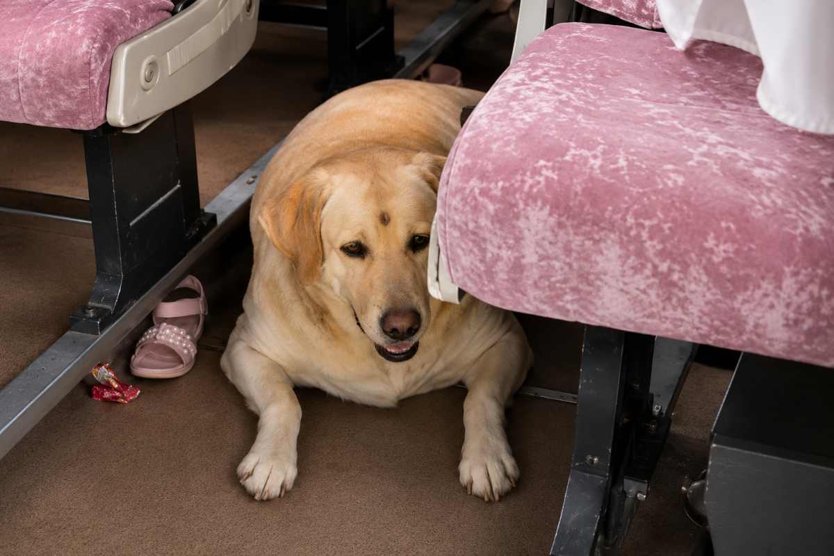 cane
