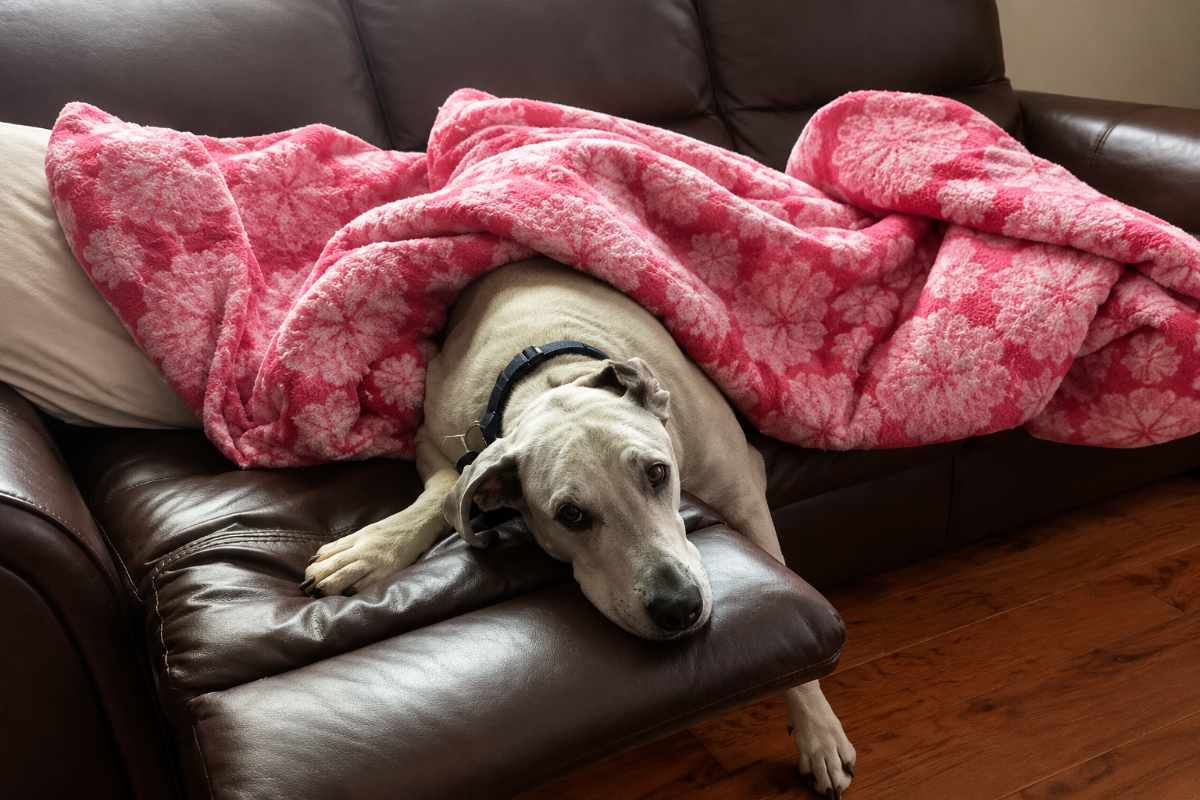 cane sul divano 
