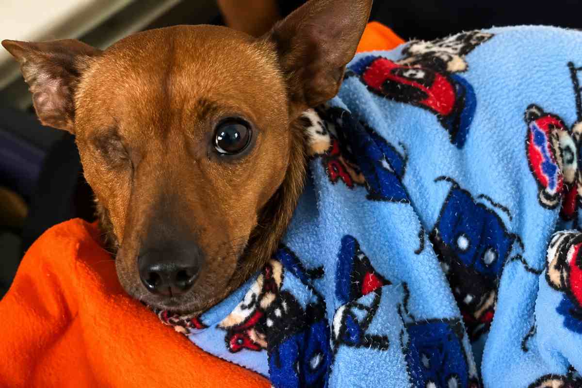 cane senza occhio