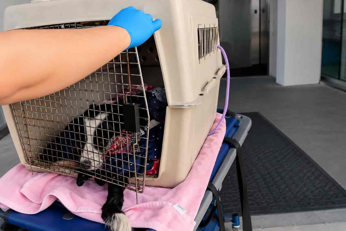cane nel trasportino 