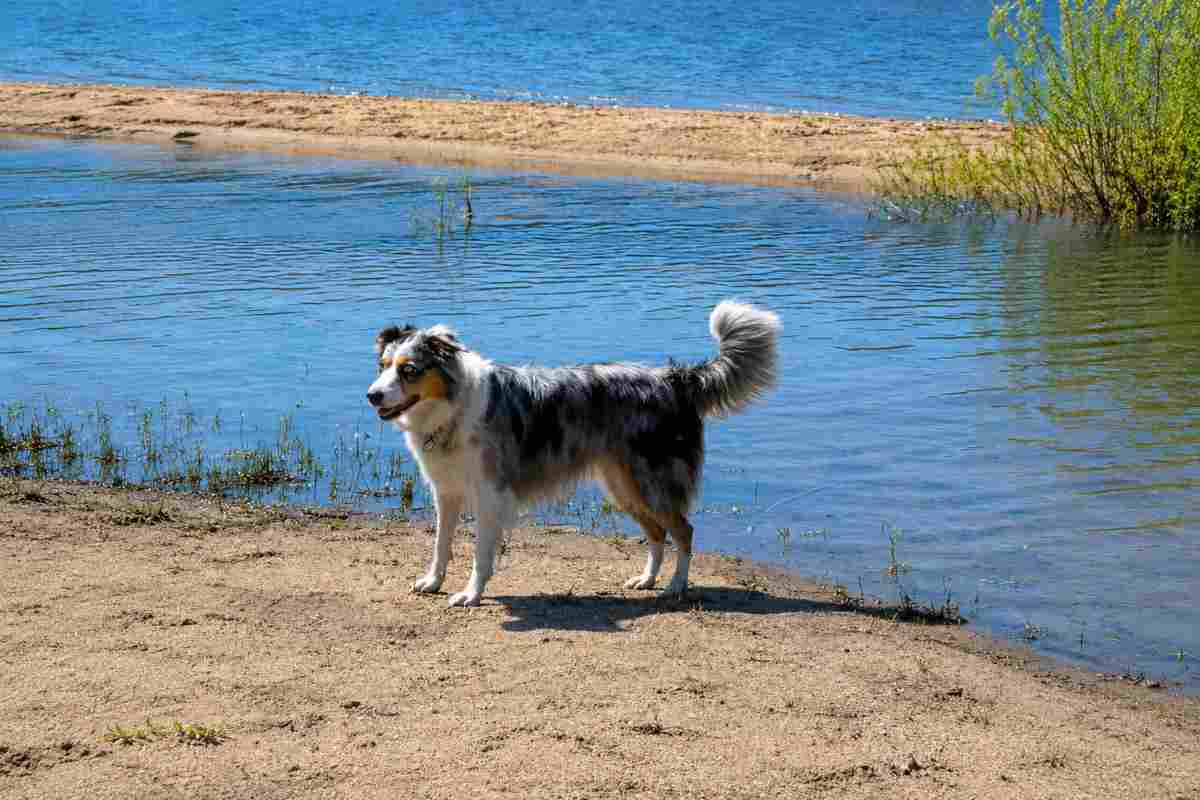 cane