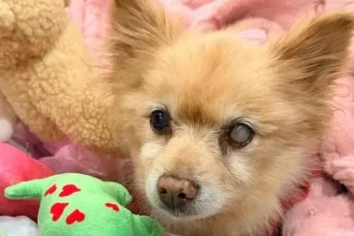 Pensava fosse uno scherzo, invece il suo cane scomparso da 12 anni stava tornando a casa