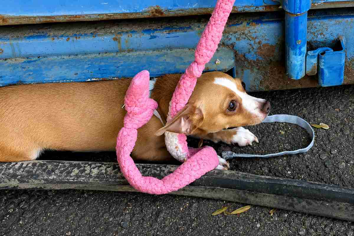 cane 