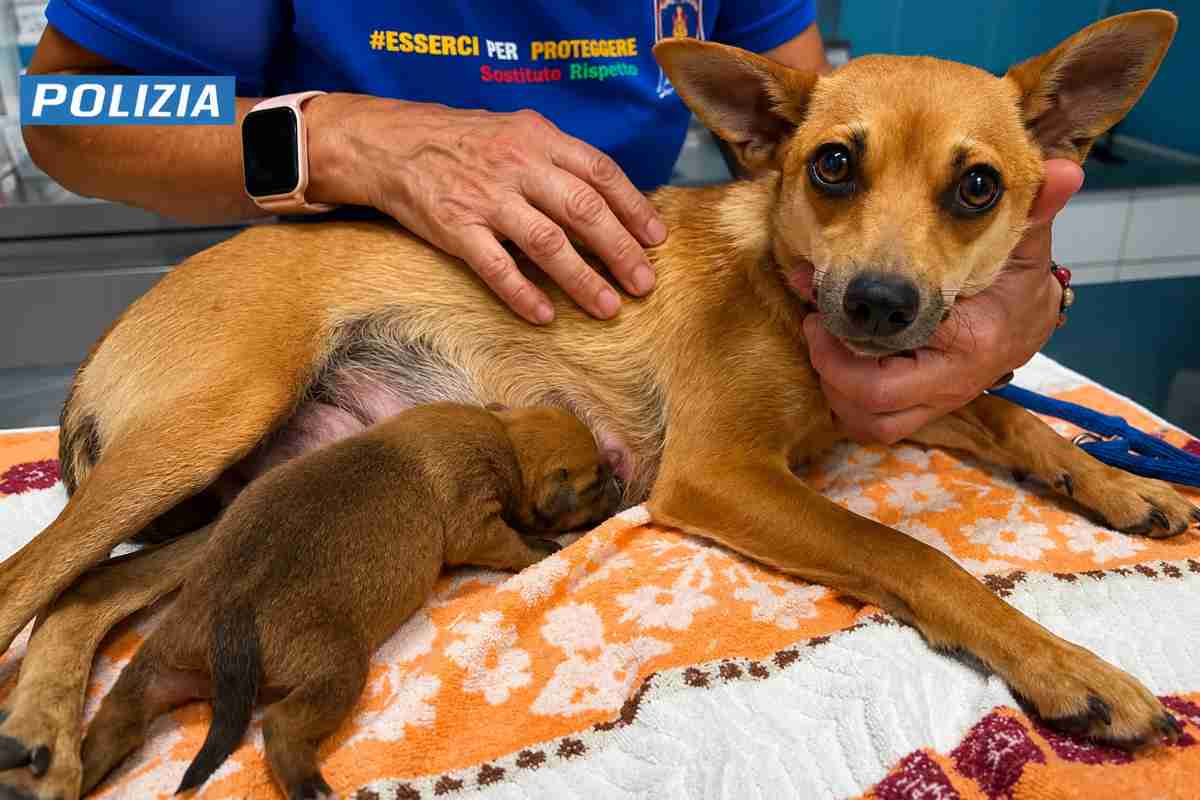 cucciolo e madre 